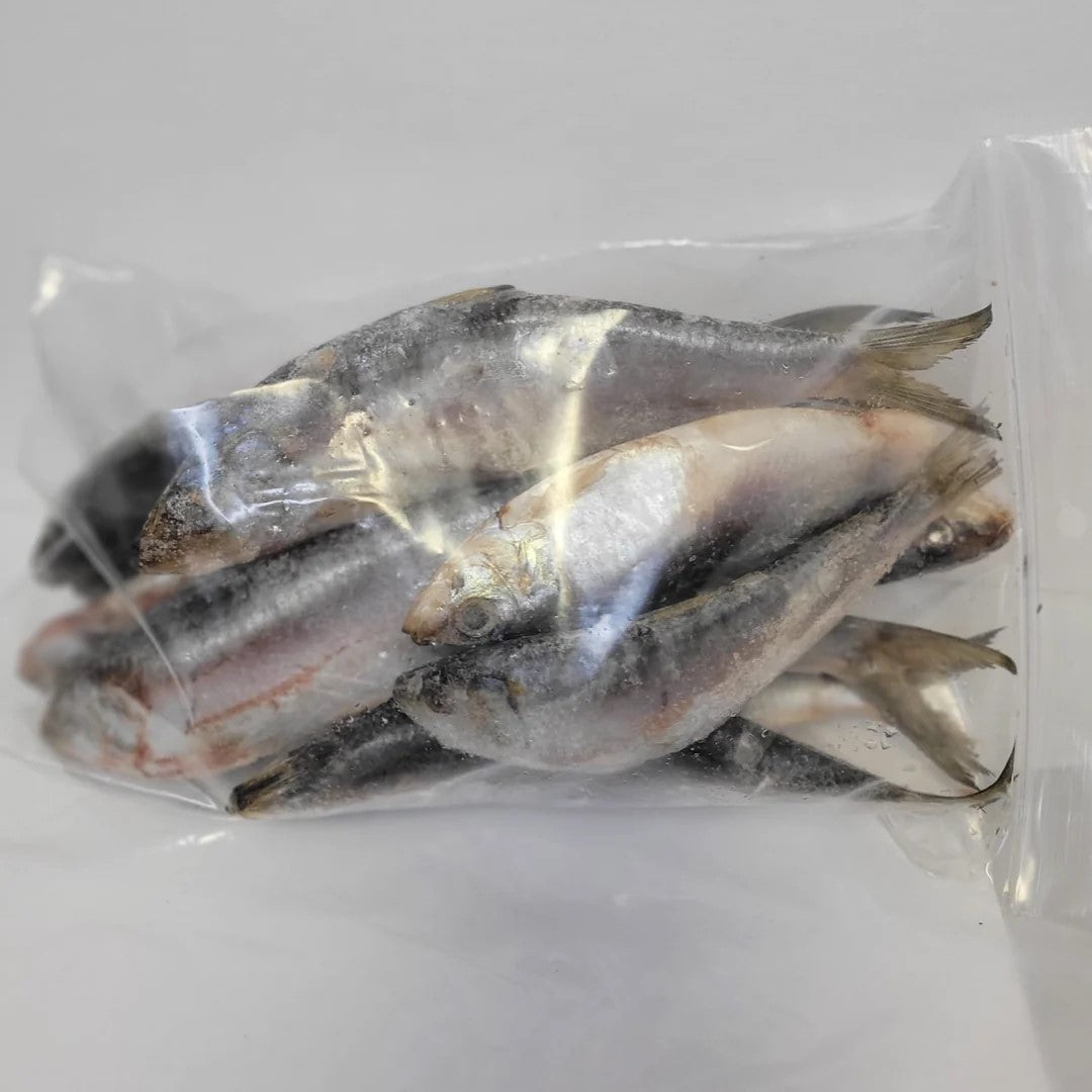 Frozen Sardines