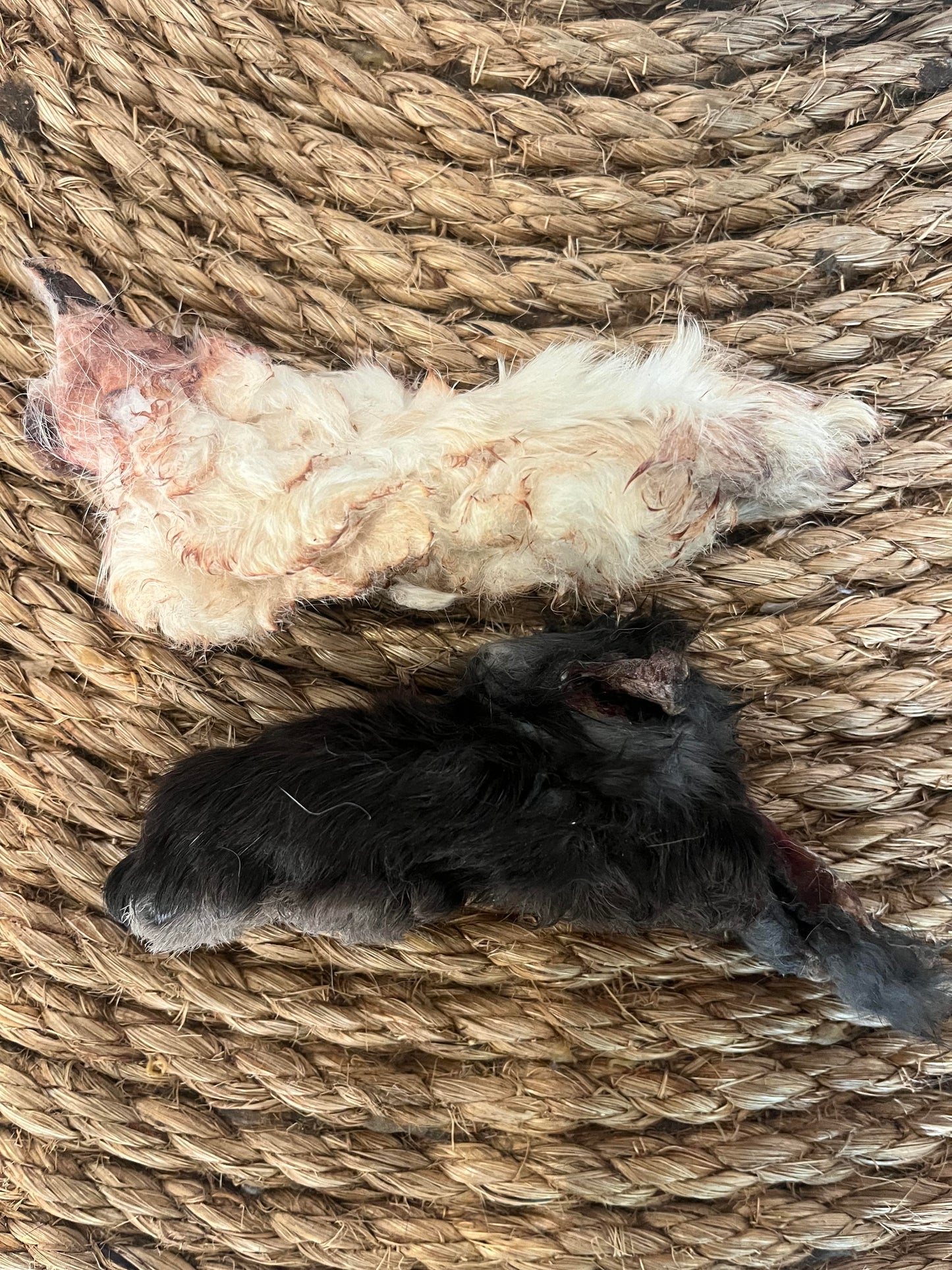 Dehydrated Rabbit Feet