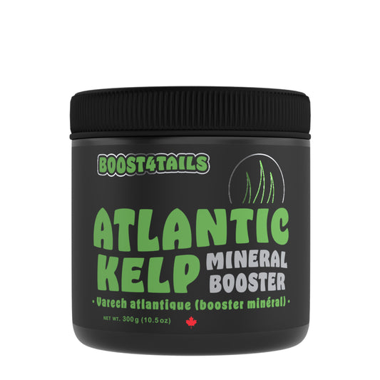 Atlantic Kelp