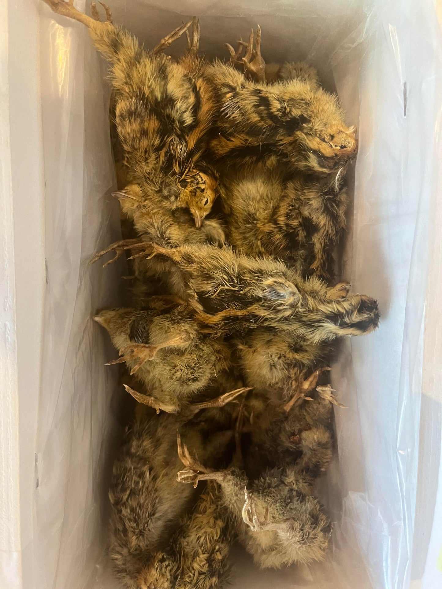 Dehydrated Quail Hatchling