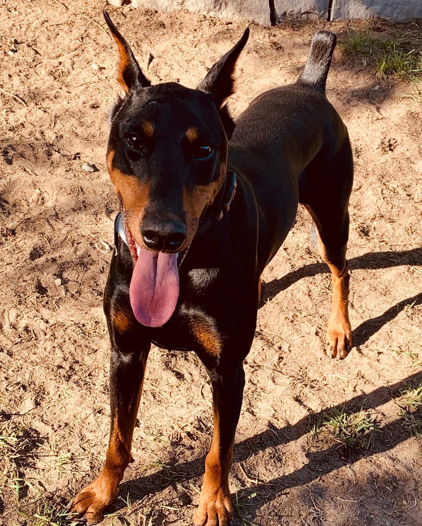 Dog Park Run